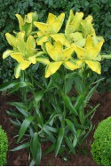 lily bulb Yellow Parrot
