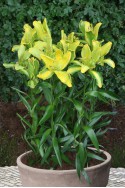 lily bulb Yellow Parrot