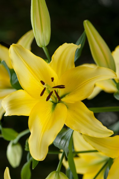 Yellow Power 5 lilly bulbs