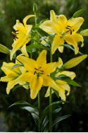 lily bulb Yellow Power