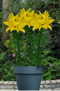 lily bulb Yellow Power