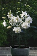 lily bulb Lotus Ice