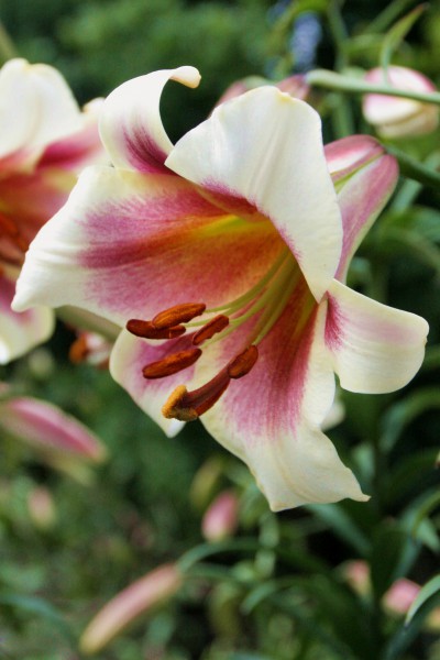 Passion Moon 5 lilly bulbs