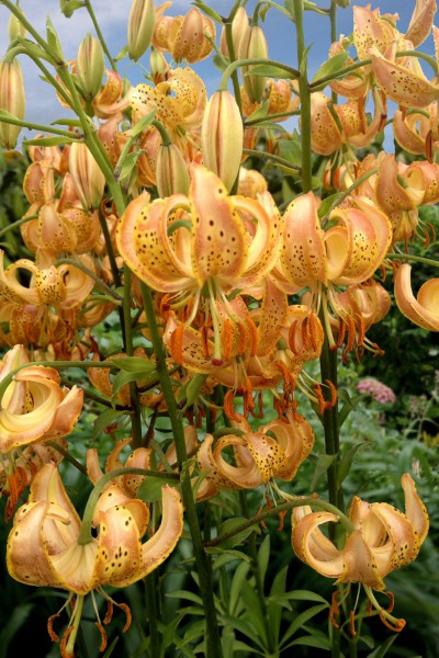 lily bulb Peppard Gold