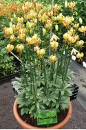 lily bulb Peppard Gold