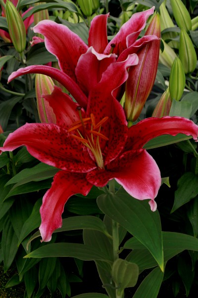 lily bulb Red Flash