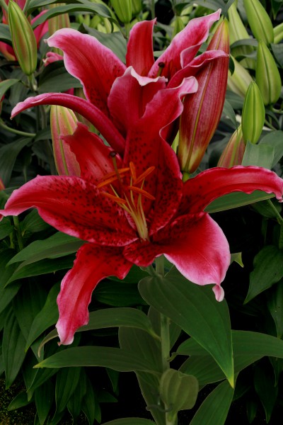 Red Flash 5 lilly bulbs