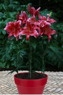 lily bulb Red Flash