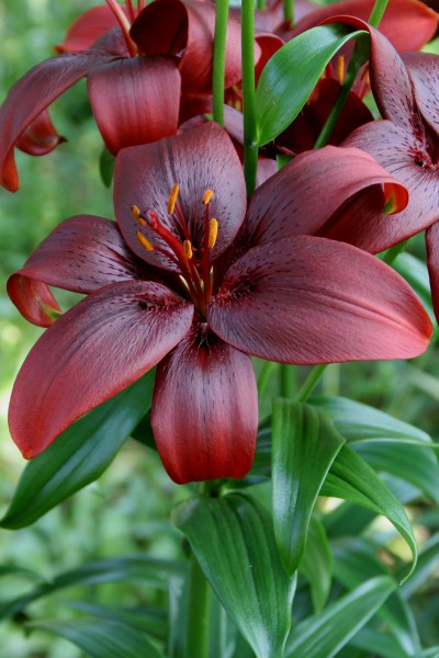lily bulb Royal Kiss