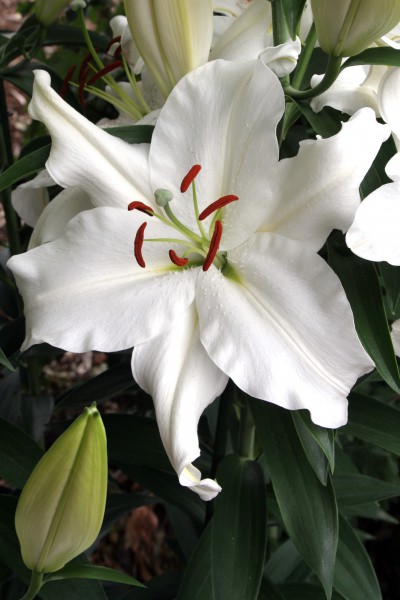 Snowy Mountain  5 lilly bulbs