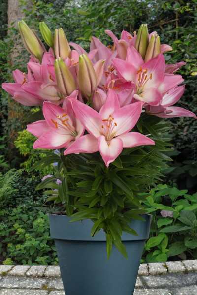 Trendy Barcelona 5 lilly bulbs