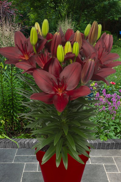 lily bulb Trendy Pamplona