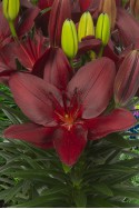 lily bulb Trendy Pamplona