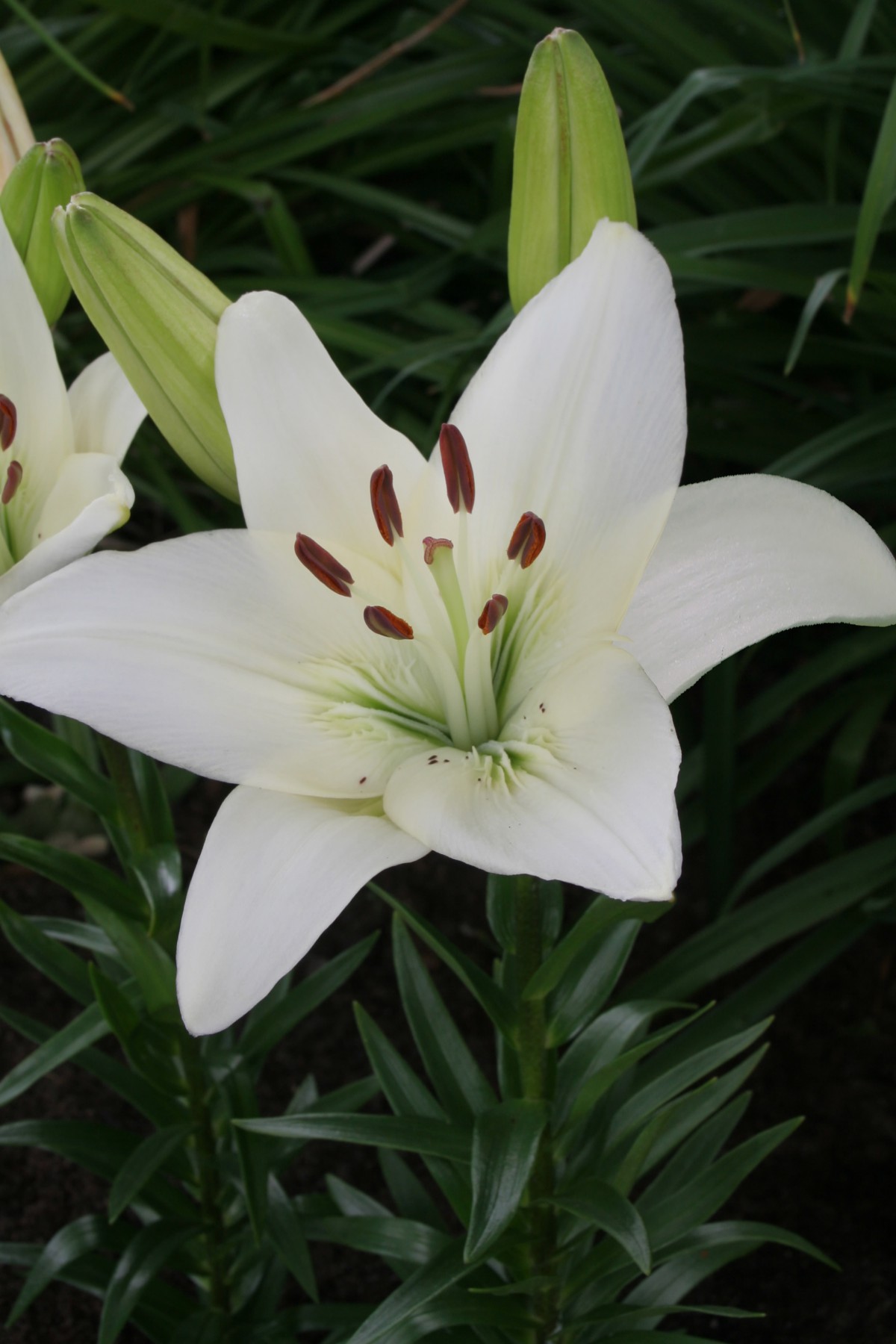 White County - lily bulb