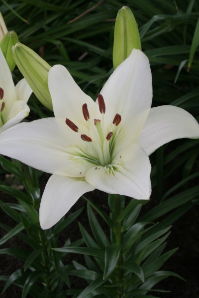 lily bulb White County