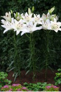 lily bulb White County