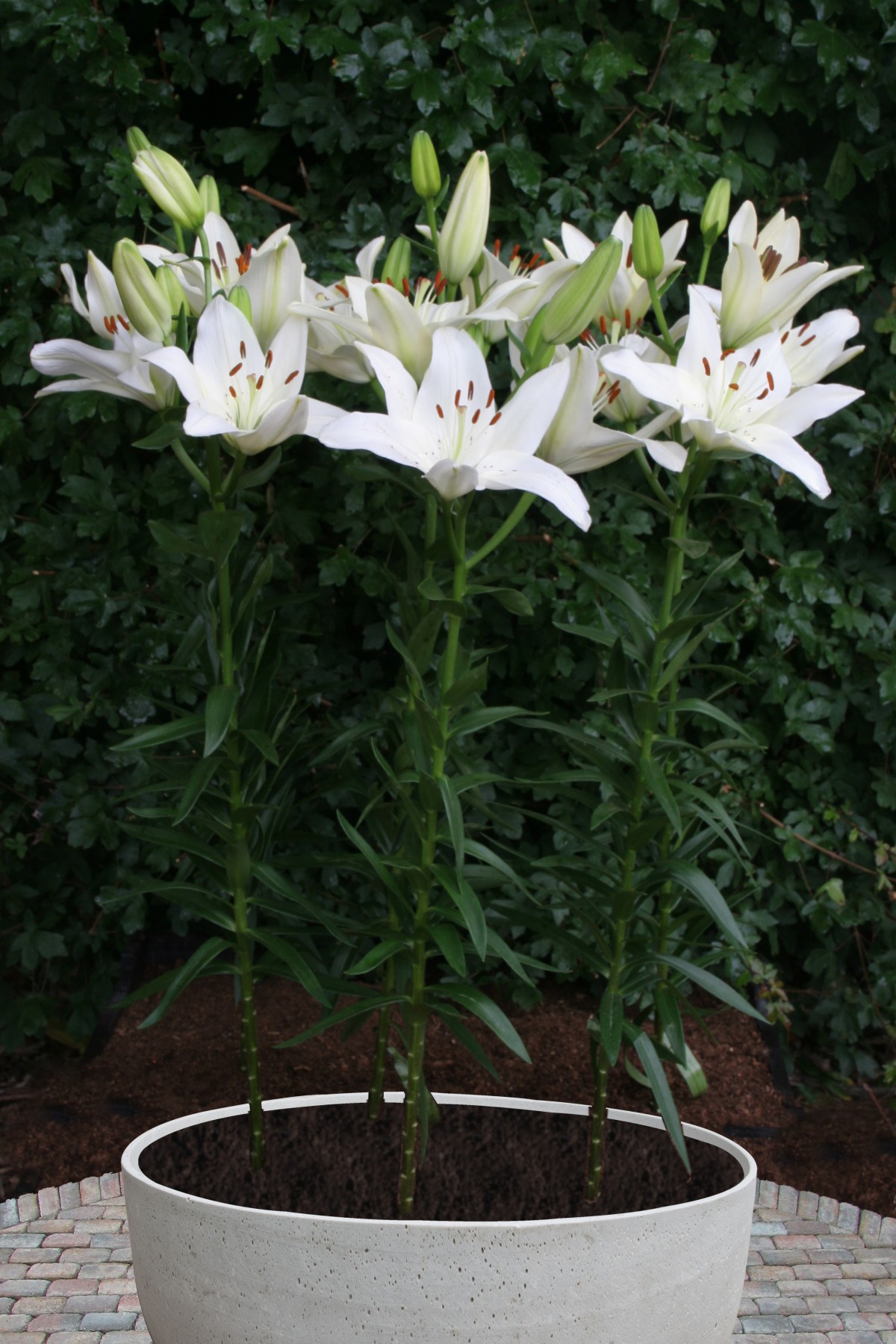 White County - lily bulb