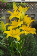 lily bulb Yellow County