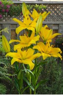 lily bulb Yellow County