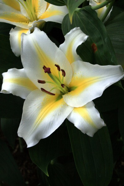lily bulb Adorea Dream
