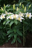 lily bulb Adorea Dream