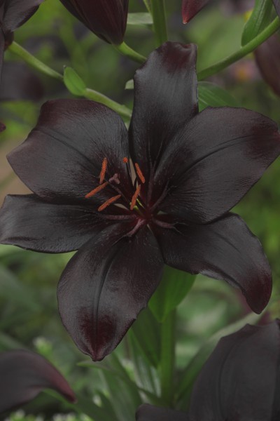 lily bulb Black Charm