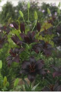 lily bulb Black Charm
