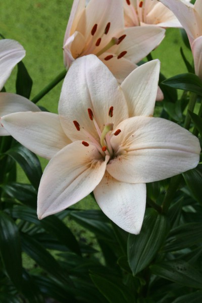 lily bulb Coral County