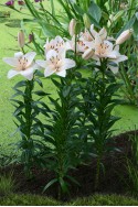 lily bulb Coral County