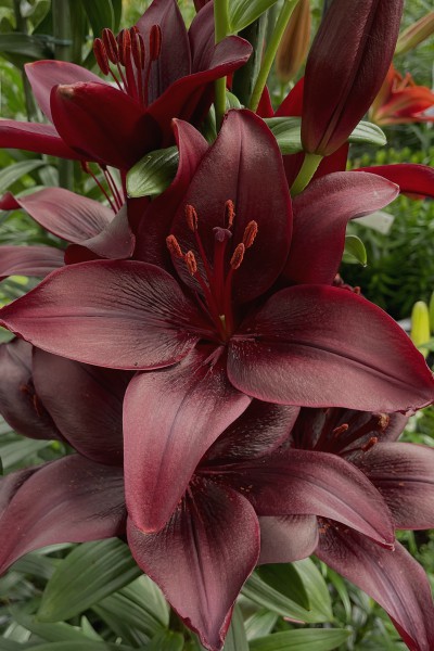 lily bulb Easy Love