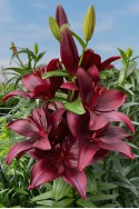 lily bulb Easy Love