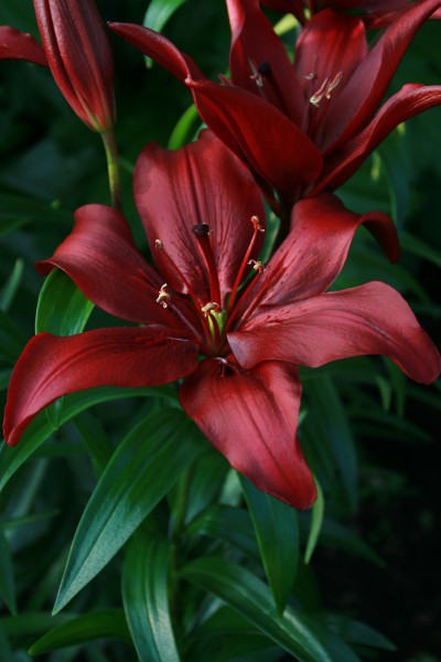 lily bulb Easy Sultan