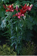 lily bulb Easy Sultan