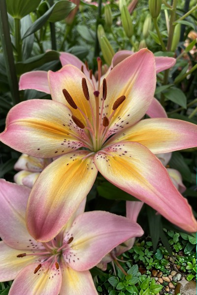 lily bulb Forever Kinga