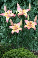 lily bulb Forever Kinga