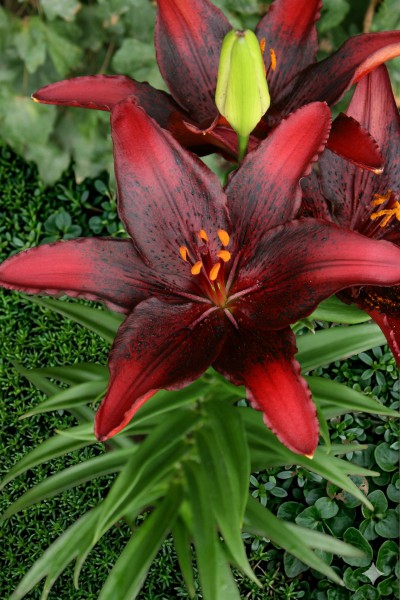 lily bulb Forever Laura