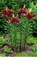 lily bulb Forever Laura