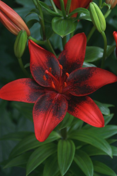 lily bulb Glow of Fire