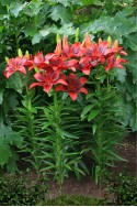 lily bulb Glow of Fire