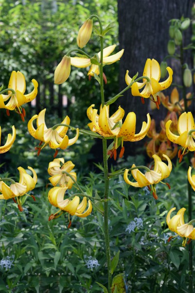 lily bulb Honey Morning