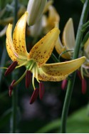 lily bulb Honey Morning
