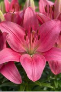 lily bulb Lalibela