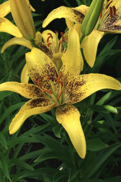 lily bulb Lucky Dance