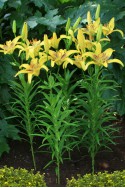 lily bulb Lucky Dance