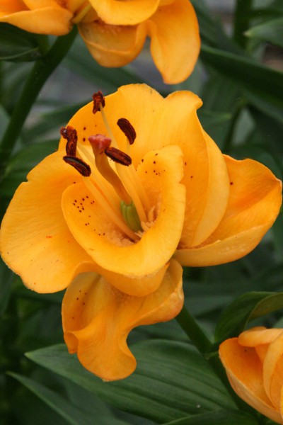 lily bulb Mighty Miracle