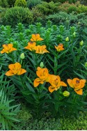 lily bulb Mighty Miracle
