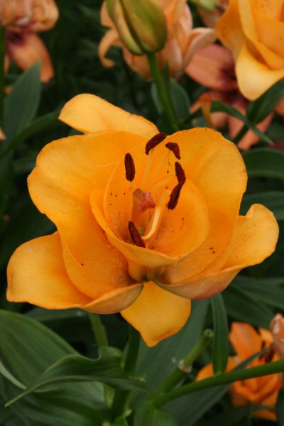 lily bulb Misty Miracle