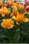 lily bulb Misty Miracle