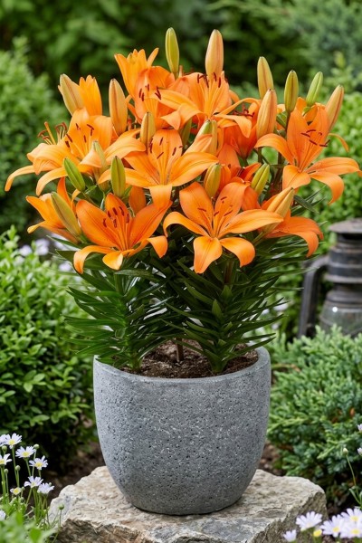 lily bulb Orange Matrix