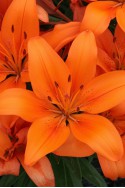 lily bulb Orange Matrix